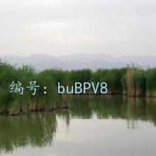ѡ
